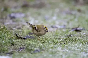 Goldcrest - picking up crumbs from below bird table in a hard frost - January - Breckland - Norfolk - UK