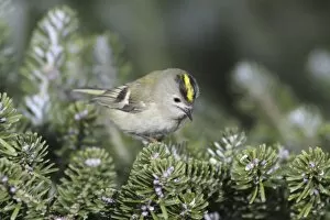 Goldcrest - searching for food in fir tree