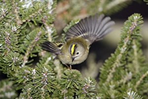Goldcrest - searching for food in fir tree