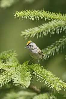 Firs Prints: Goldcrest - singing from fir tree - Bedfordshire - UK 007458