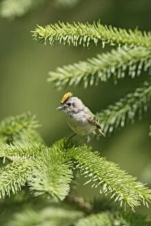 Images Dated 13th June 2009: Goldcrest - singing from fir tree - Bedfordshire - UK 007458