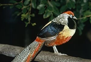Images Dated 28th June 2007: Golden Amherst Pheasant - Pheasant hybrid cross-bred with Golden Pheasant & Lady Amherst Pheasant