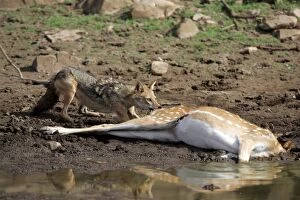 Asiatic Gallery: Golden / Asiatic Jackal feeding on Spotted Deer (Axis axis)