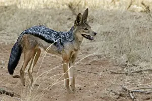 Jackals Prints: Golden / Asiatic Jackal. Maasai Mara National Park - Kenya - Africa