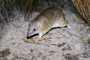 Bandicoots Gallery: Golden bandicoot (Isoodon auratus) endangered, IUCN red list: vulnerable