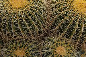 Museum Prints: Golden Barrel Cactus at the Arizona Sonoran Desert Museum in Tucson