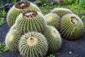 Canary Islands Prints: Golden Barrel Cactus - Botanical Gardens of hotel - N. Tenerife - February