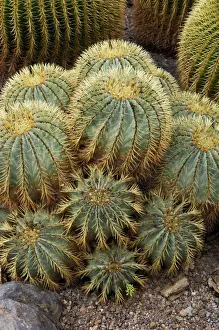 Canary Islands Prints: Golden Barrel Cactus - Jardin de la Marquesa Botanical Gardens