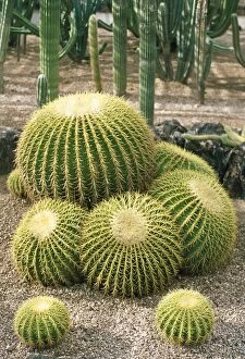 Images Dated 6th May 2008: Golden Barrel Cactus Mexico