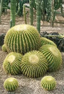 Barrel Prints: Golden Barrel Cactus Mexico