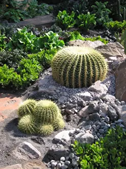 Barrel Prints: Golden Barrel Cactus - Mother-in-laws seat/cushion