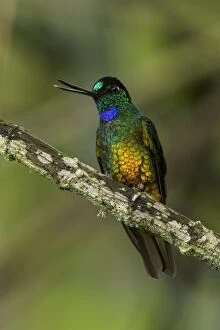 Bellied Gallery: Golden-bellied Starfrontlet, male, Chicaque Natural