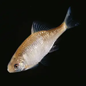 Golden Bitterling