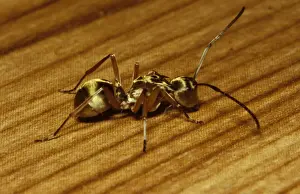 Golden-bodied ant - easily recognised by its golden sheen. The spines on the thorax are probably for defence
