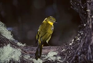 Golden Bowerbird - at Bower