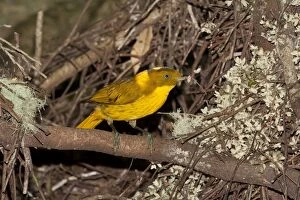 Images Dated 16th November 2011: Golden Bowerbird - carrying a small twig with 2