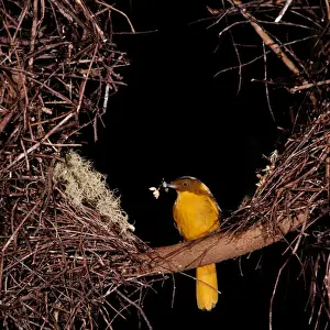Golden Bowerbird HB 1580 Decorating his bower Prionodura newtoniana © Hans & Judy Beste / ARDEA LONDON