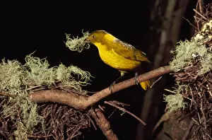 Golden Bowerbird - male Mount Lewis, Queensland, Australia
