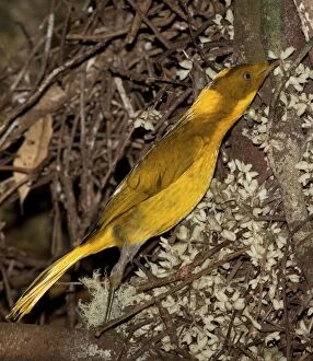 Bower Gallery: Golden Bowerbird - placing a flower on its bower