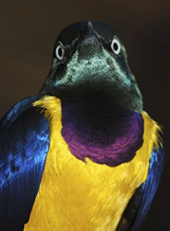 Images Dated 6th April 2010: Golden-breasted Starling - grassland, savanna and shrubland of East Africa