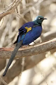 Golden-breasted Starling. Samburu National Park - Kenya - Africa