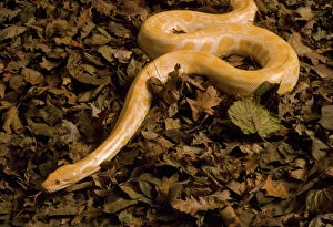 Images Dated 4th December 2007: Golden Burmese Python - albino