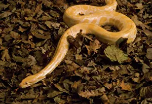 Golden Burmese Python - albino