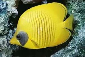 Golden Butterfly Fish KEL 917 Red Sea Chaetodon semilarvatus © Ken Lucas / ARDEA LONDON