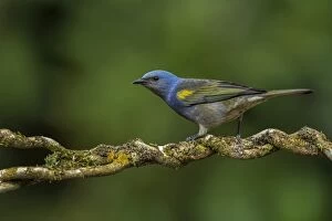 Images Dated 8th September 2014: Golden-chevroned Tanager, Atlantic Forest, Sao Paulo