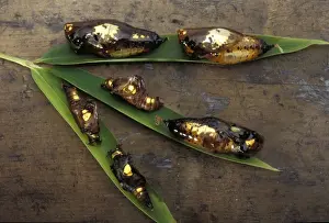 Chrysalis Prints: Golden chrysalids - several species on a leaf. Malaysia