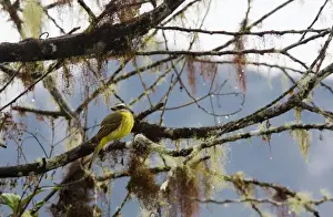 Flycatchers Prints: Golden-crowned Flycatcher - on moss and lichen-covered branch in cloud forest, Ecuador