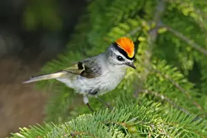 Golden-crowned Kinglet