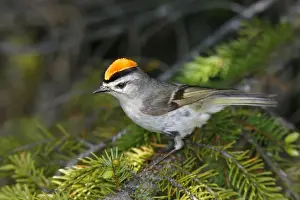 Golden-crowned Kinglet