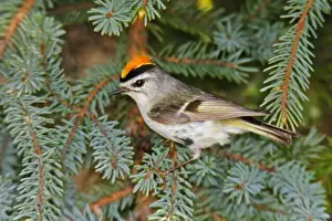 Golden-crowned Kinglet