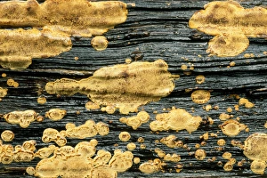 Plant Textures Collection: Golden Crustose Lichen on fallen tree trunk, Alum Bluffs Trail, Great Smoky national Park