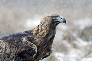 Images Dated 24th January 2005: Golden Eagle