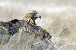 Images Dated 24th January 2005: Golden Eagle