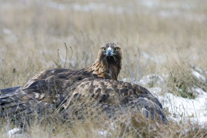 Images Dated 24th January 2005: Golden Eagle