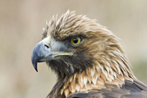 Images Dated 24th January 2005: Golden Eagle