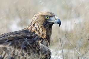 Images Dated 24th January 2005: Golden Eagle