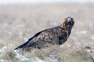 Images Dated 24th January 2005: Golden Eagle