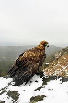 Raptors Collection: Golden Eagle