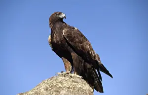 Golden Eagle