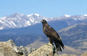 Images Dated 12th September 2012: Golden Eagle