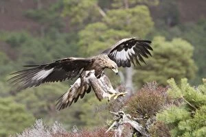 Images Dated 23rd February 2008: GOLDEN EAGLE