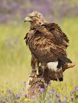 Aquila Real Gallery: Golden Eagle - adult in field with flowers
