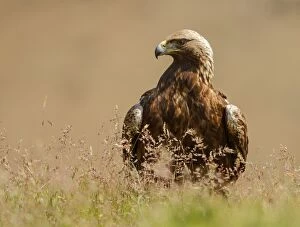 Golden Eagle - adult perched on the floor among flowers