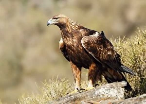 Golden Eagle - adult perched on a rock