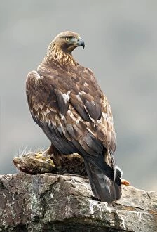 Aquila Real Gallery: Golden Eagle - adult perched on a rock with its prey