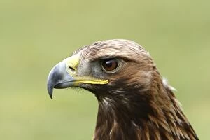 Images Dated 23rd February 2008: Golden Eagle - Aviemore - Scotland